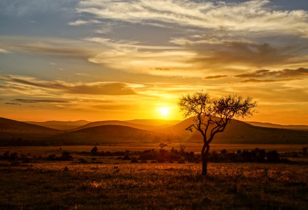 Рассвет в саванне