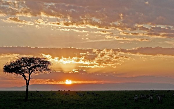 Солнце в саванне