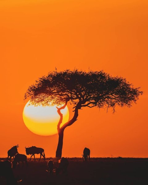 Солнце в саванне