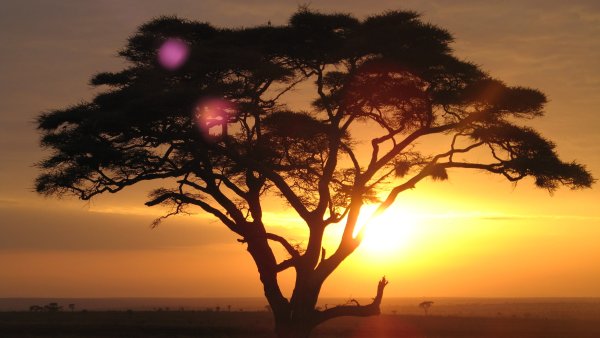 Король Лев Саванна закат тени