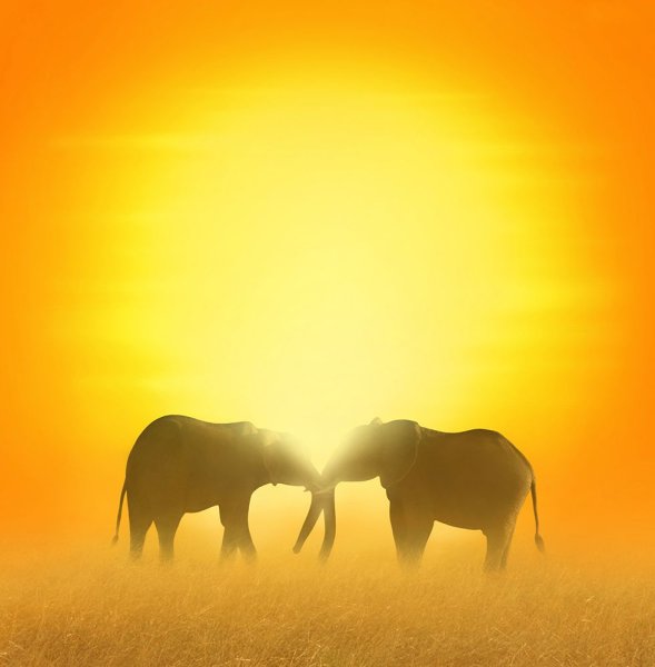 Танзания сафари закат