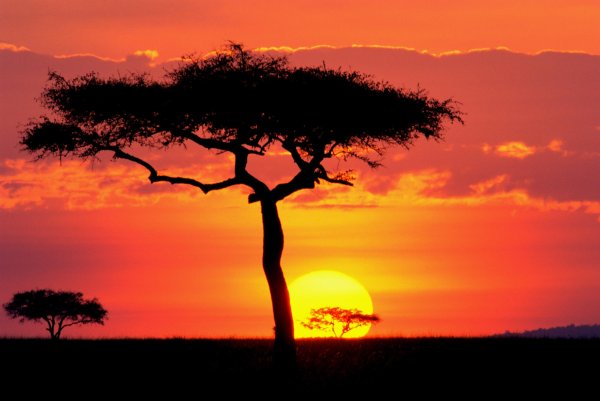 Племена на фоне заката