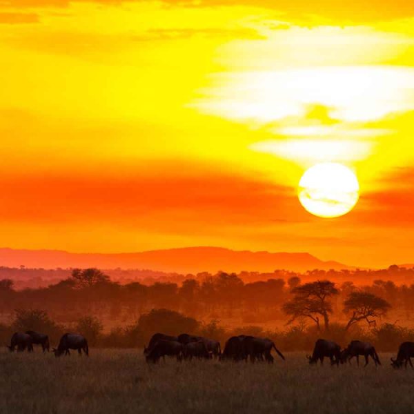 Лев на закате