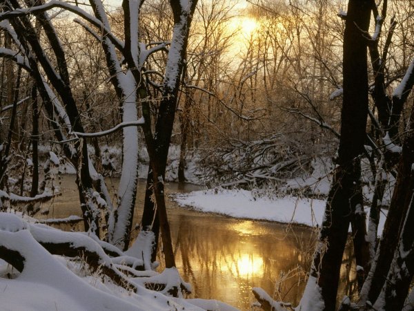 Лес, солнце , река, камни,