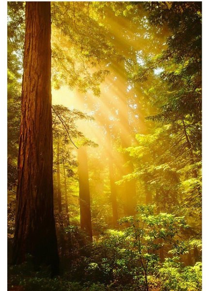 Утреннее солнце