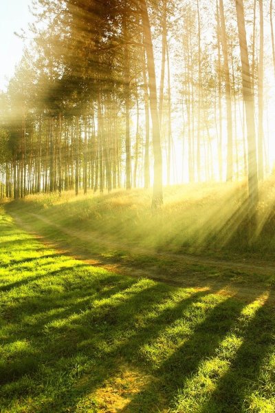 Свет солнца