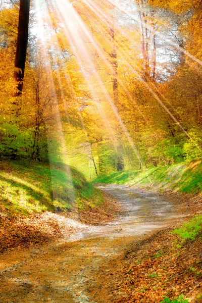 Солнечный сказочный лес