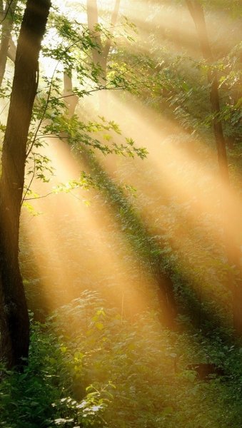 В Луче света