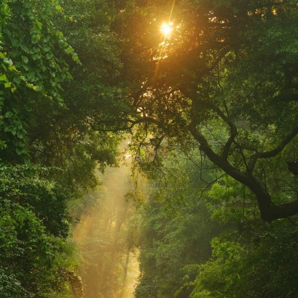 Лучи восходящего солнца