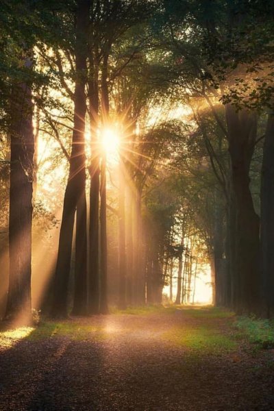 Солнечный лес фото