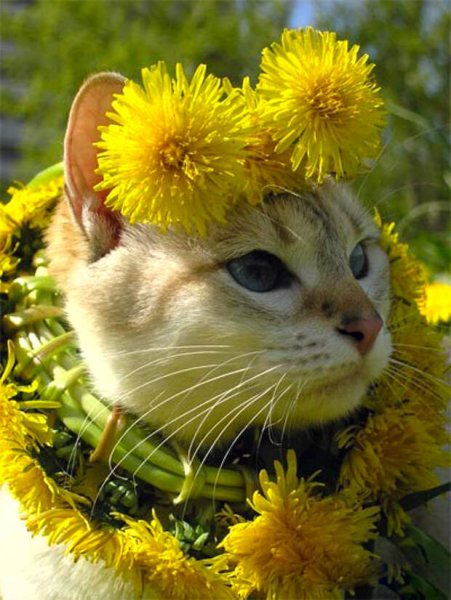 Хочется весны и тепла