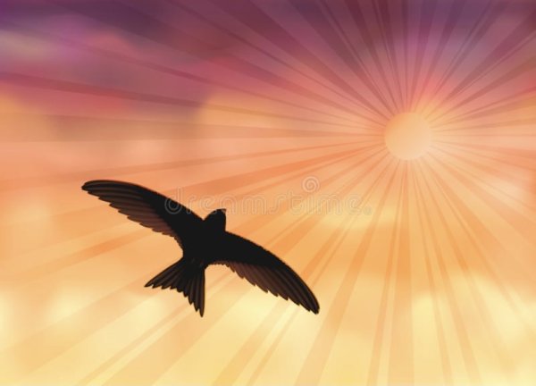 Стрижи на закате