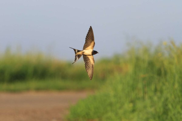 Ласточки летают над землей