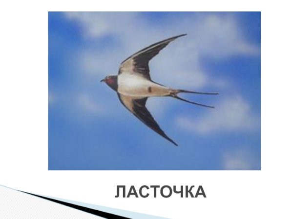 Ласточка охотится