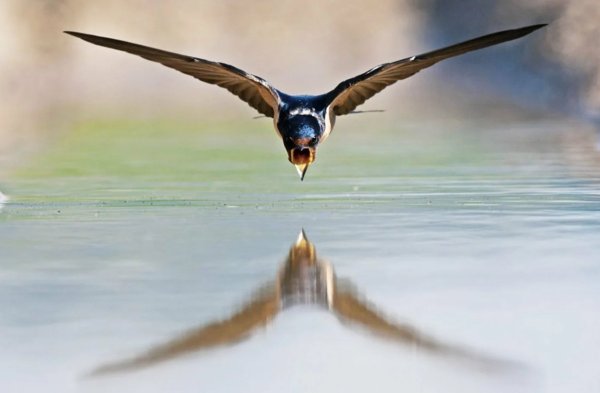 Чарльз Войси ласточки