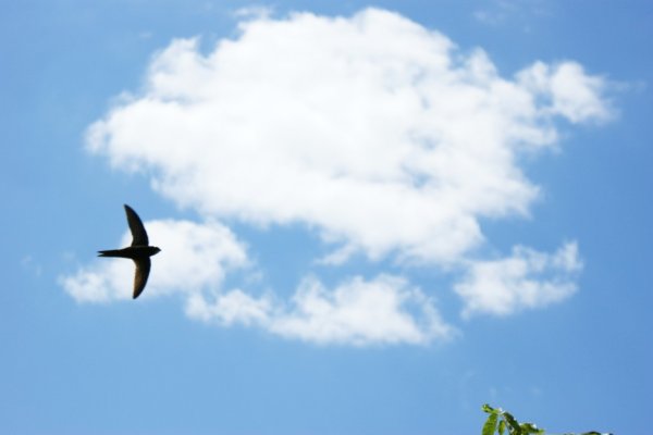 Ласточки в небе