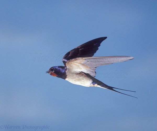 Птицы Стрижи и ласточки