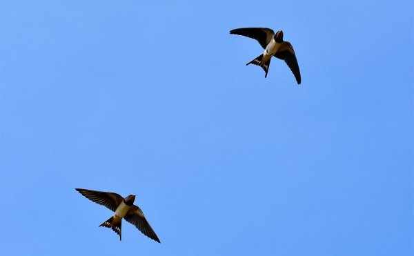 Деревенская Ласточка Касатка в полете