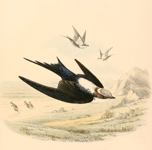 Векторные ласточки