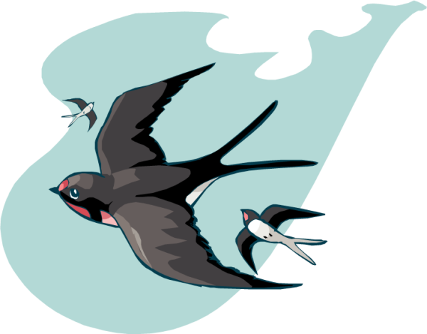 Стрижи в небе птицы