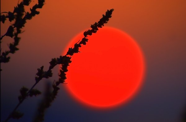 Рыжее солнце