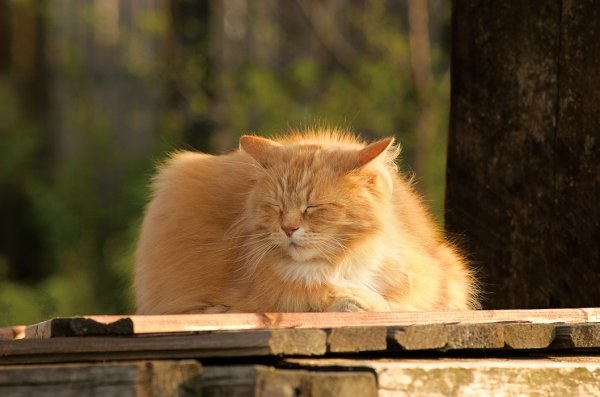 Кот жмурится на солнце