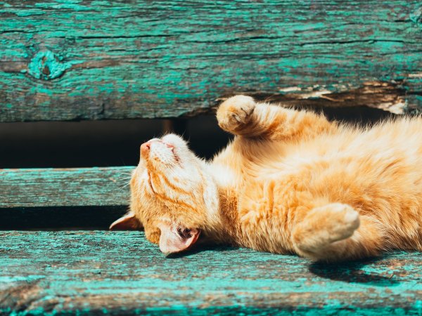 Котик на солнце