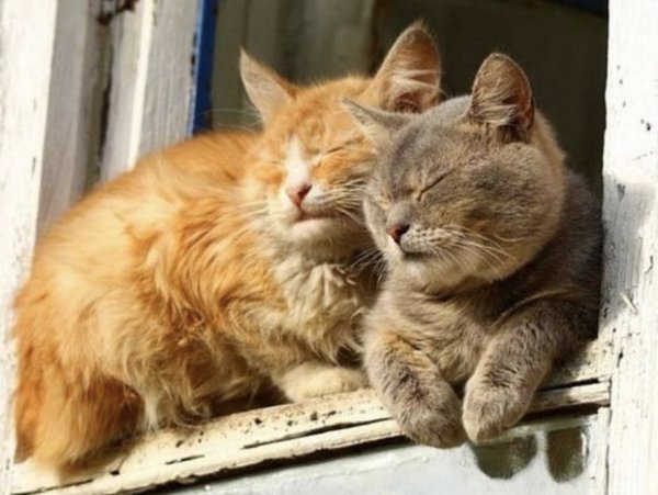 Коты на солнце греются