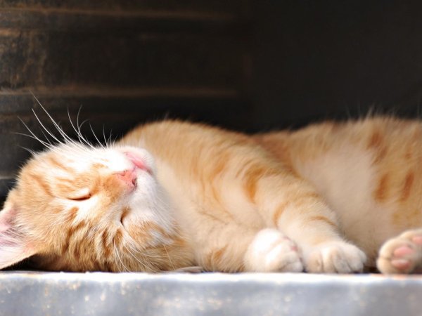 Котенок спит