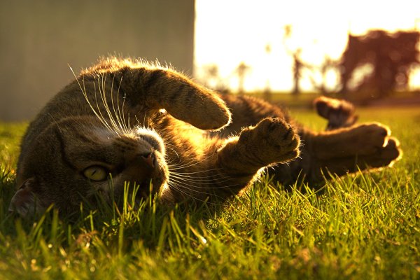 Котик на солнышке