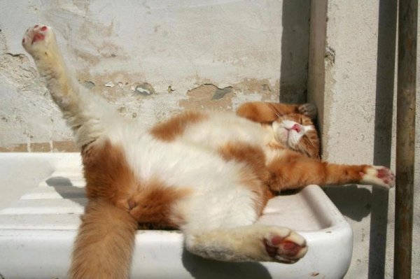 Кот развалился