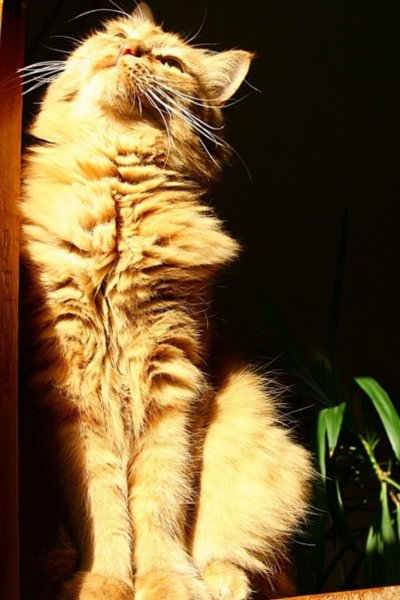 Котёнок и солнышко