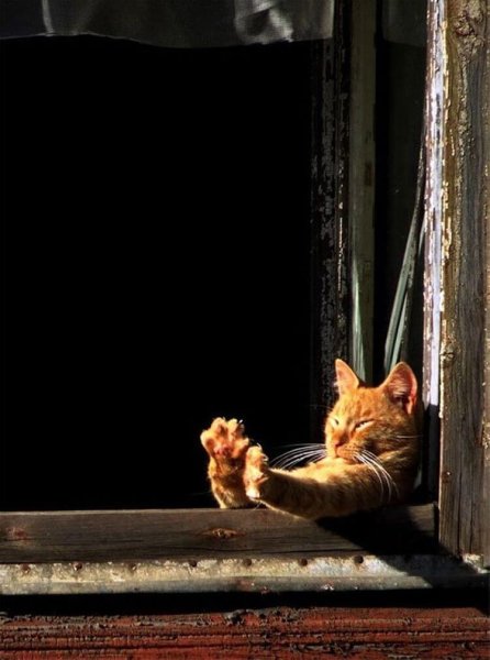 Рыжий кот на окне