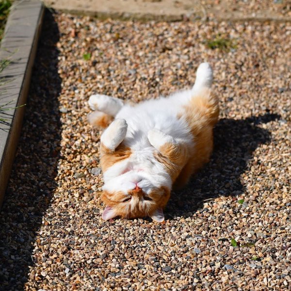 Коты на солнышке