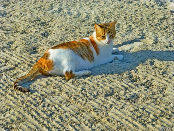 Кот на солнышке