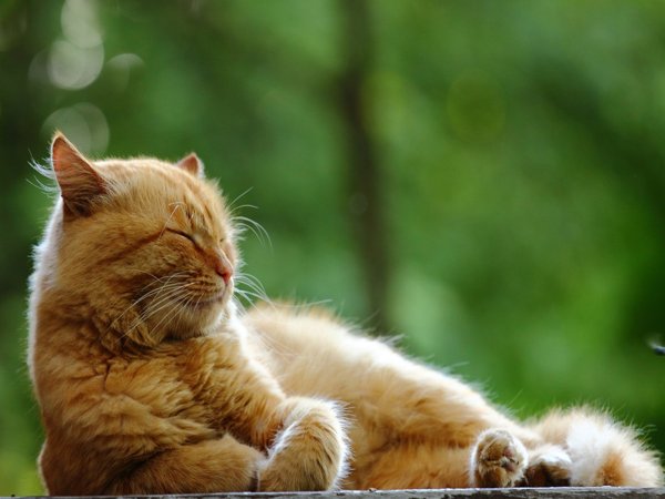 Котик в солнечных лучах