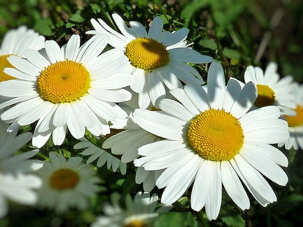 Ромашка солнышко