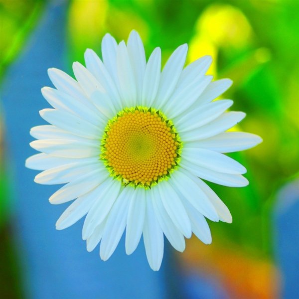 Солнечные ромашки