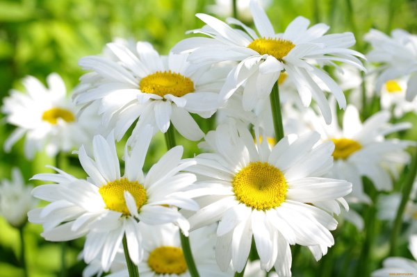 Живые цветы ромашки