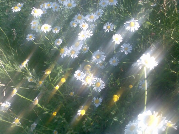 Солнечные ромашки