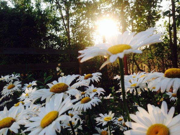 Красивые ромашки