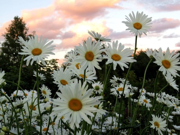 Ромашки красиво на природе