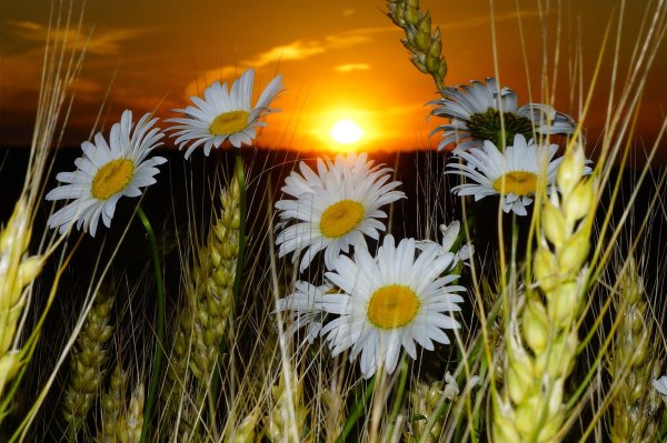 Колосья и ромашки