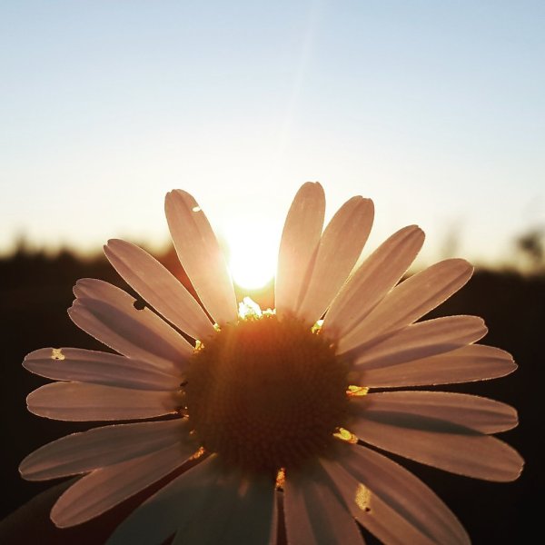 Эстетичные ромашки