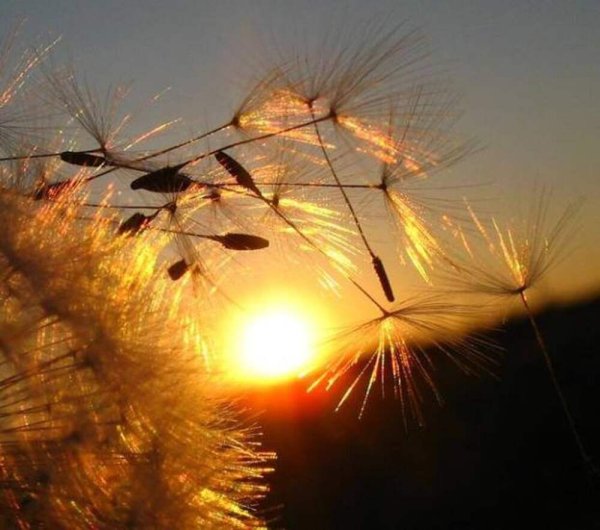 Открытки с изображением солнца