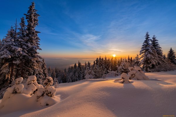Зимний лес