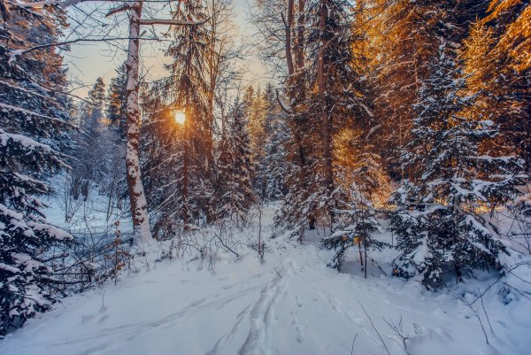 Зимой в лесу