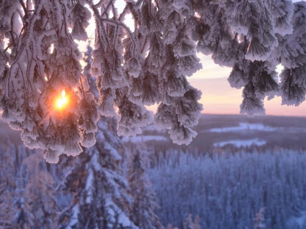 Зима в лесу