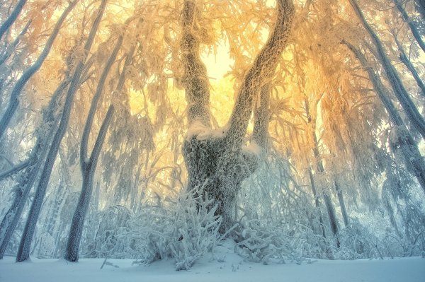 Зимний лес