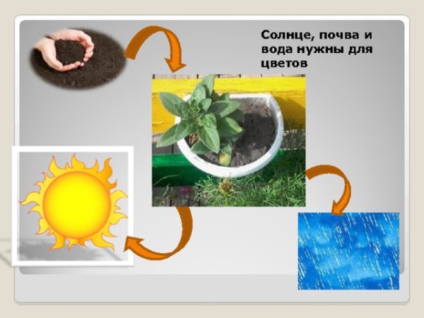 Почва вода солнце